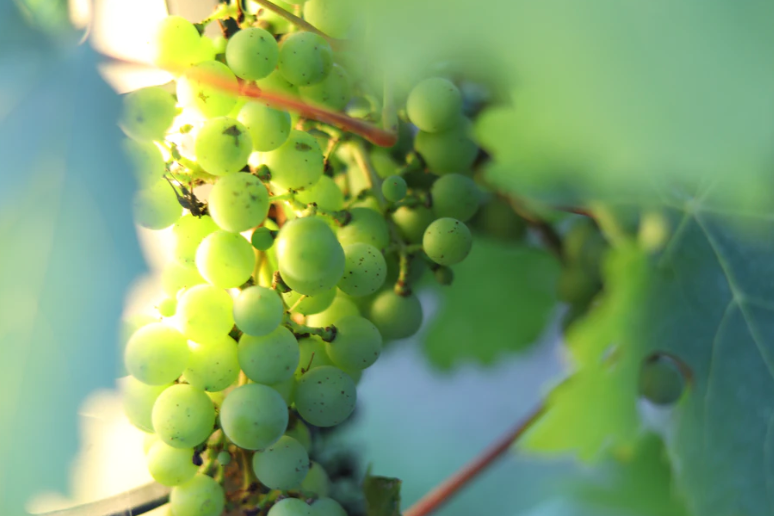 Voiturette Sauvignon Blanc
